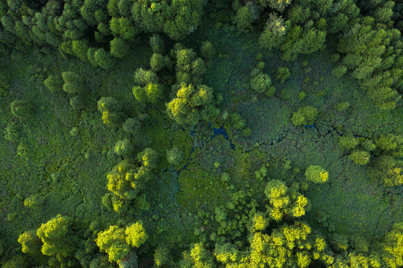 Blick von oben auf eine üppige Waldlandschaft mit dichtem grünem Baumbestand und Lichtflecken auf der Vegetation