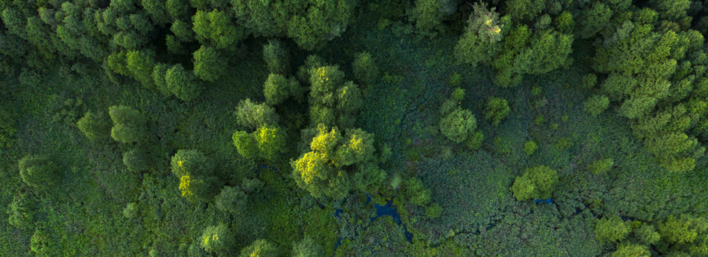 Dense green treetops from a bird's eye view